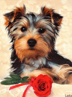 Animal Screensavers 0088